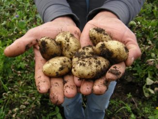 Kartoffeln frisch geerntet