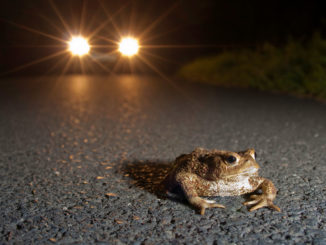 Kröte vor Auto