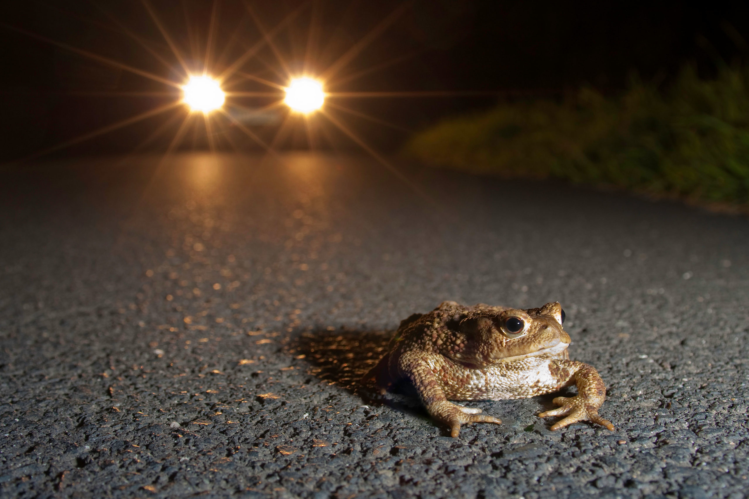 Kröte vor Auto