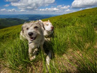 Hunde auf der Wiese