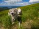 Hunde auf der Wiese