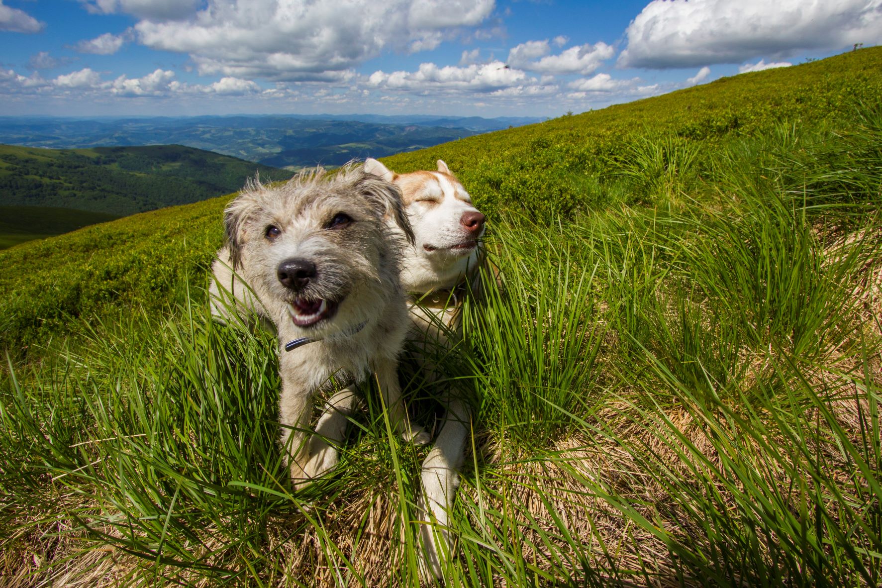 Hunde auf der Wiese