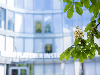 Kastanienblüte vor Gebäude