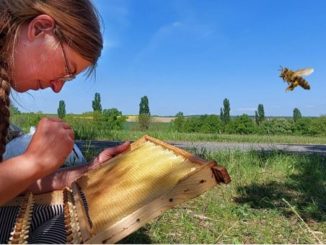 Pünktlich zum Weltbienentag freuen sich die Berufsimker über eine gute Honigernte