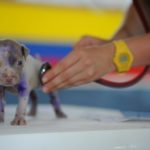 Hundewelpe beim Tierarzt