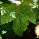 Weinblatt