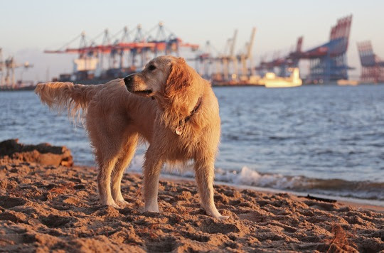 Hund am Elbstrand