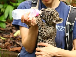 Zukunft des Tourismus nach Corona: Wildtierprojekte in Südamerika (© Meaningful Travel GmbH)