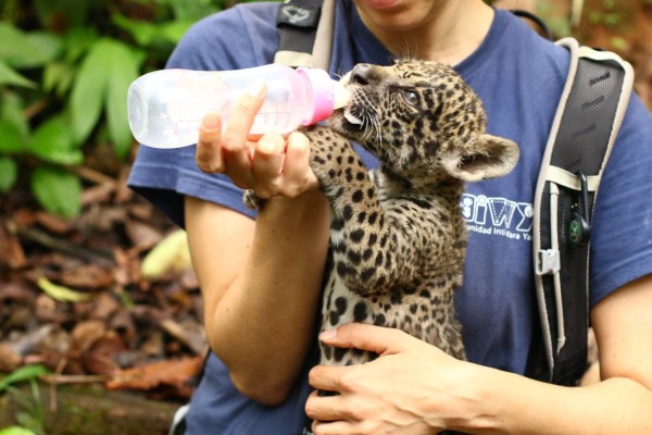 Zukunft des Tourismus nach Corona: Wildtierprojekte in Südamerika (© Meaningful Travel GmbH)