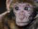 Affenjunges