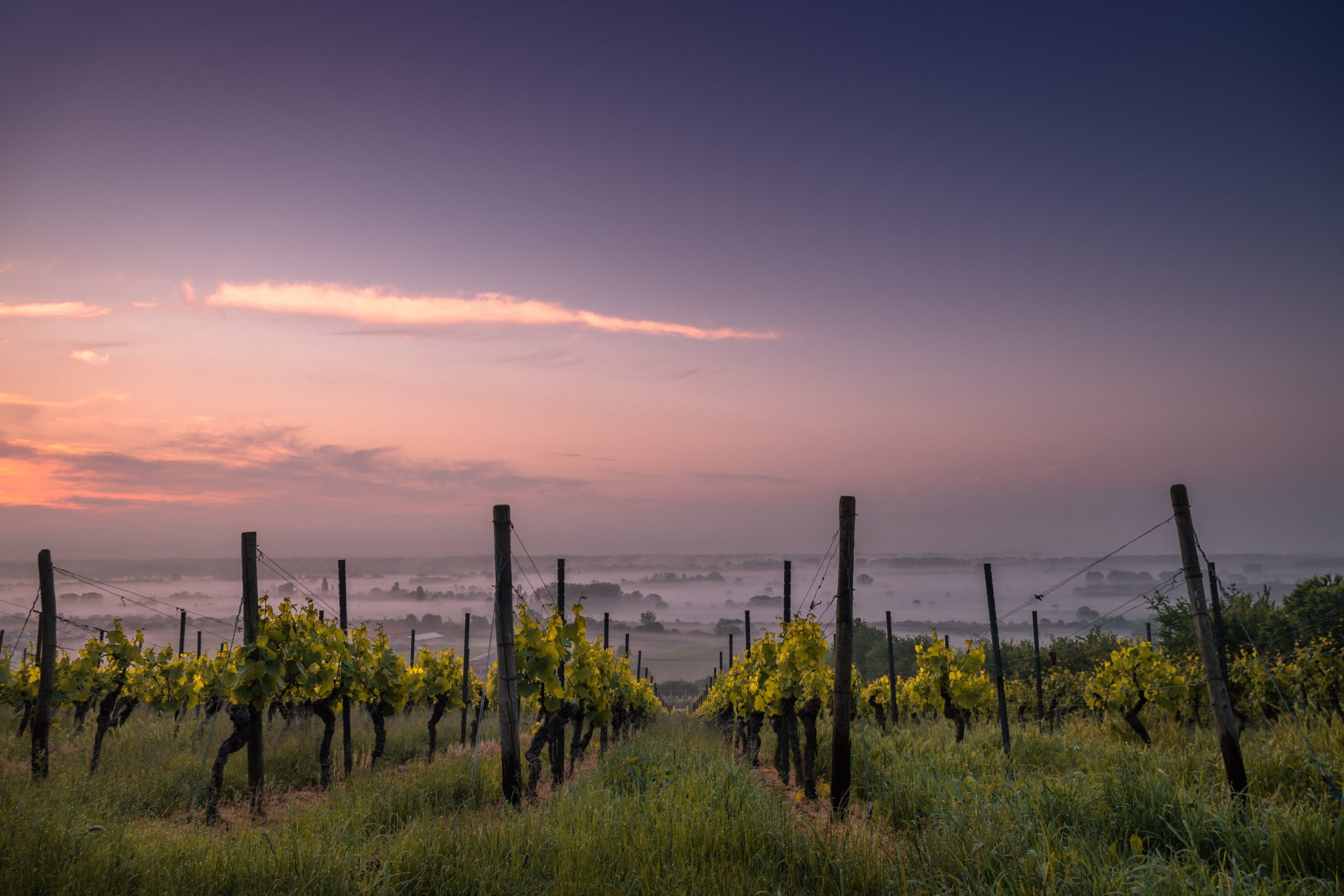 Auch im Weinbau sind Dinge möglich, die noch vor wenigen Jahren undenkbar gewesen wären