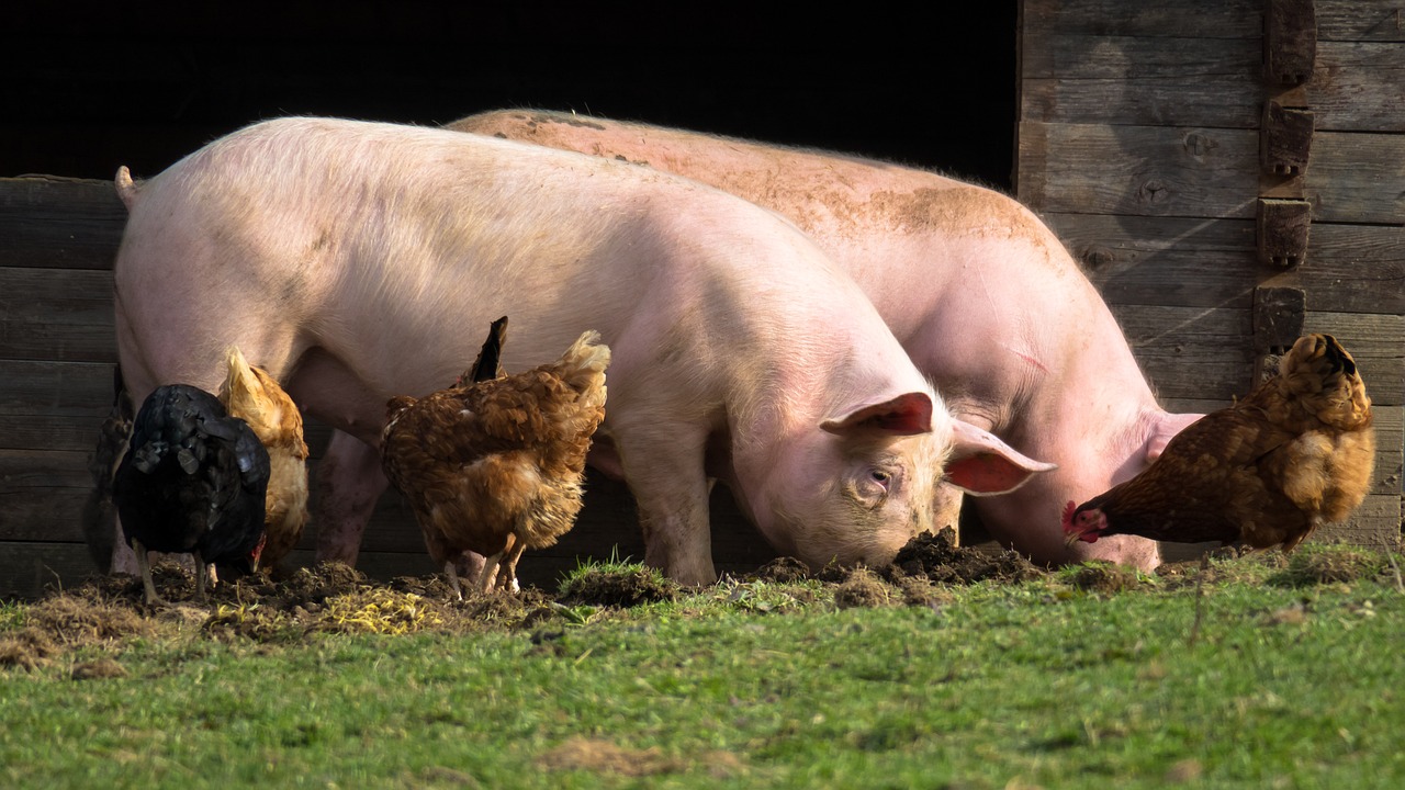 Schweine und Hühner