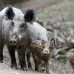 Wildschweine