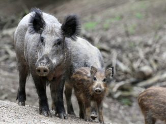 Wildschweine