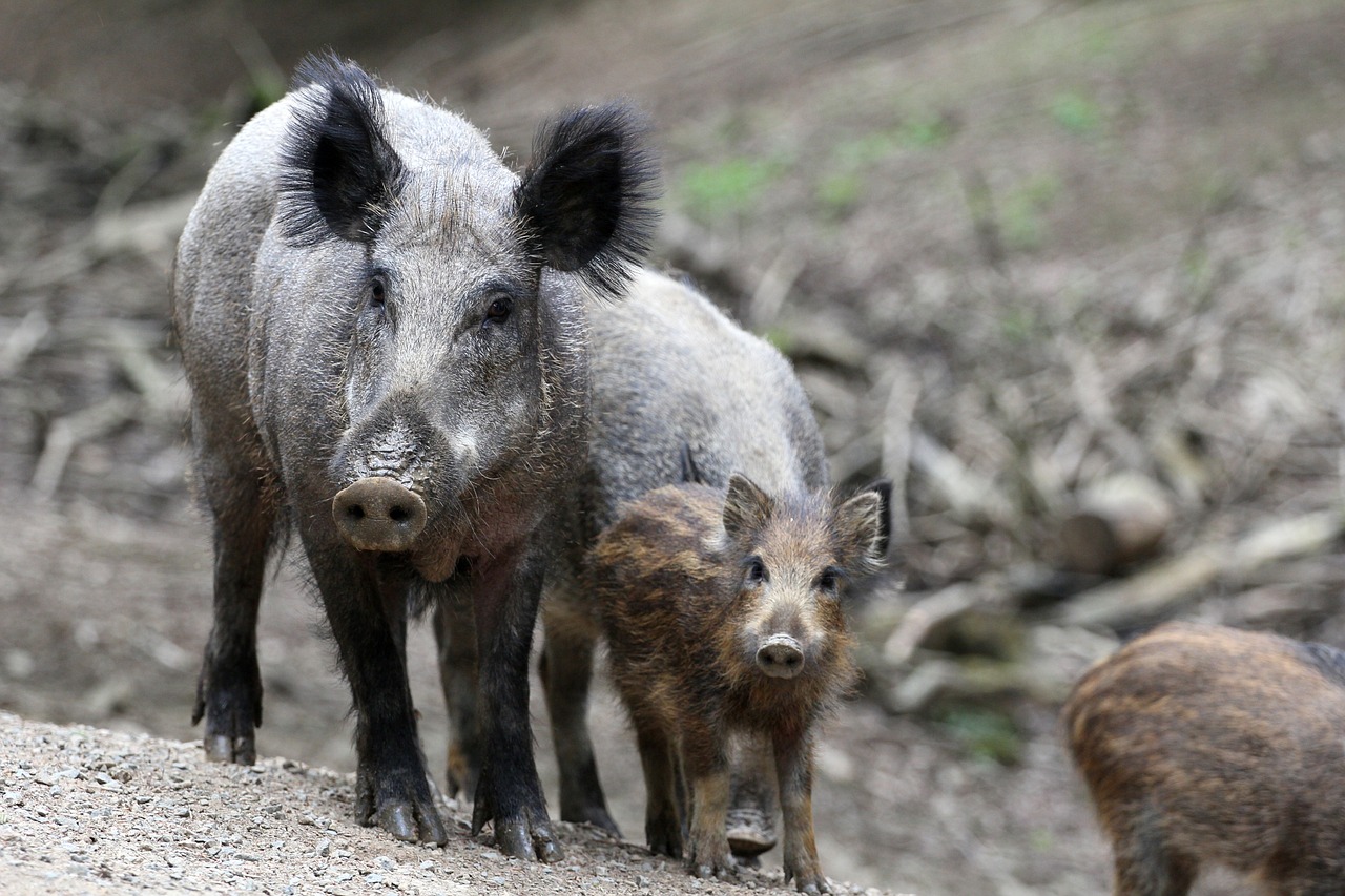 Wildschweine