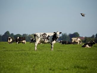 Das Problem mit den rülpsenden Kühen: Faktencheck zur ARD-Sendung "Wissen vor acht - Erde"