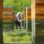 Imker zwischen Bienenstöcken