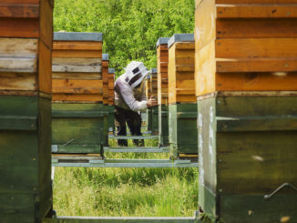 Imker zwischen Bienenstöcken