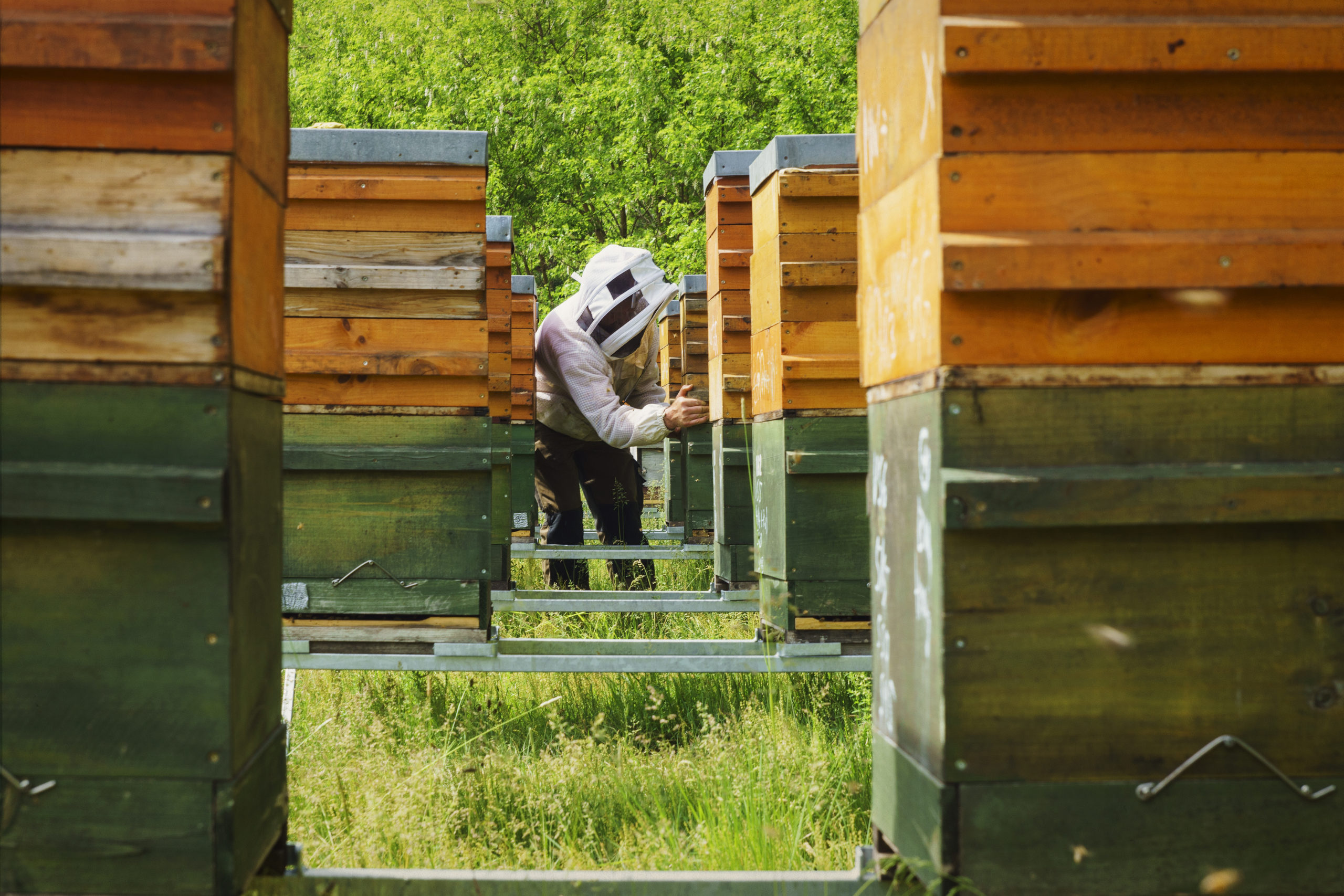 Imker zwischen Bienenstöcken