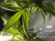 Cannabisblatt
