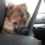 Hund im Auto