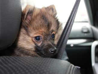 Hund im Auto