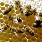 Bienen an der Wabe