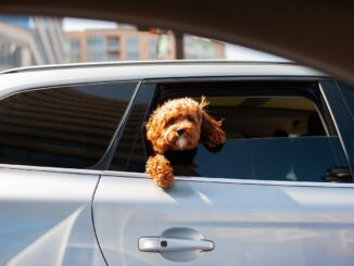 Hund schaut aus Autofenster