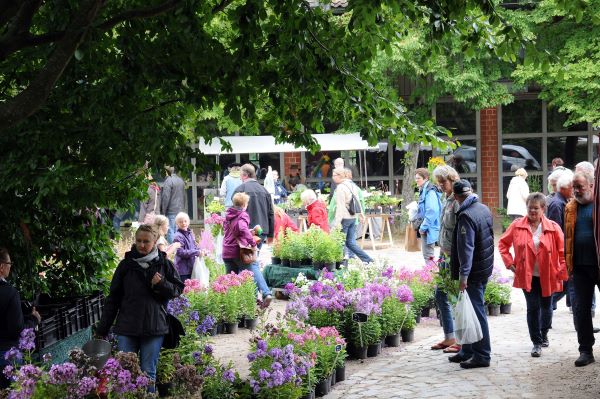 Menschen auf dm Blumenmarkt Große aAuswahl beim Pflanzenamrkt am Kiekeberg am 26. und 27.08. - Bild FLMK | Menschen auf dm Blumenmarkt