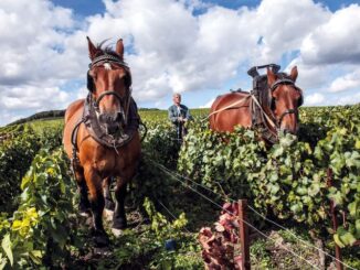 Pferde im Weinberg