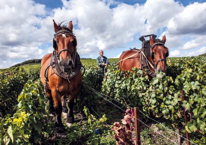 De_Watère_Pferde_im_Weinberg_1 | Pferde im Weinberg