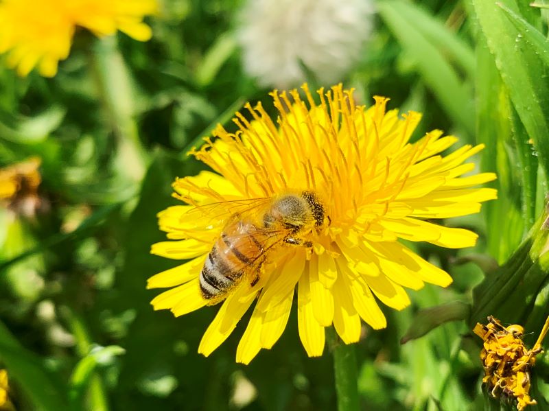 Biene auf Löwenzahn