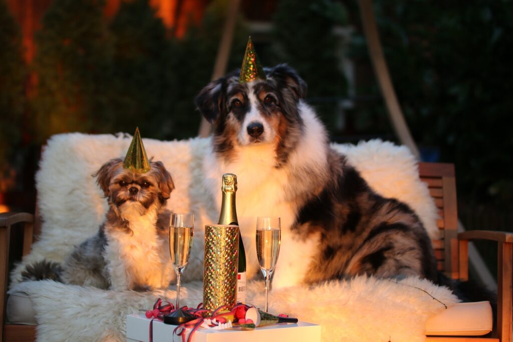 new years eve doggy style | Meistens hilft es schon, auch kleine Fortschritte zu feiern und stolz darauf zu sein