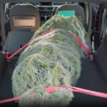 Weihnachtsbaumtransport im Auto