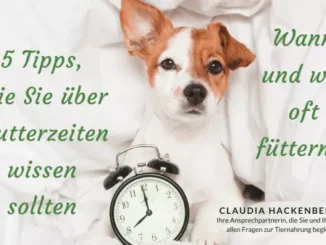 Optimale Fütterungszeiten für Ihren Hund (© 2023 Claudia Hackenberger - erstellt mit Canva Premium)