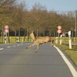 Wild kreuzt die Strasse