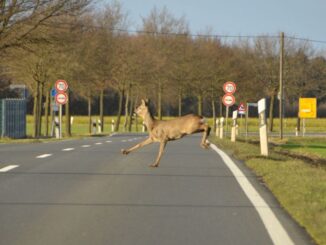 Wild kreuzt die Strasse