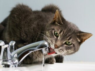 Katze trinkt am Wasserhahn