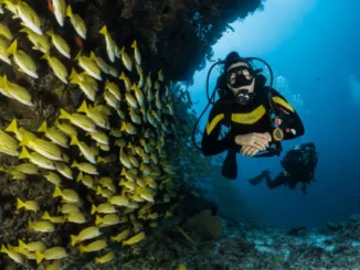Koh Tao in Thailand - eine Insel, die nicht nur Taucher fasziniert