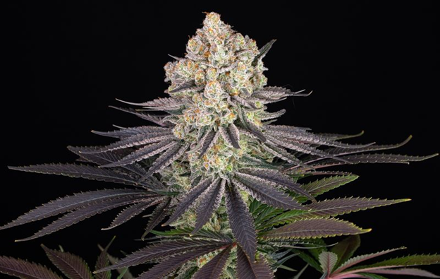 Cannabissamen online
