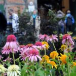Der Pflanzenmarkt im Sommer im Freilichtmuseum am Kiekeberg im August