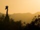 Giraffe im Sonnenuntergang