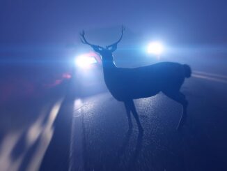 Hirsch auf der Fahrbahn im Scheinwerferlicht