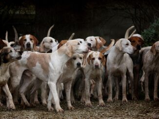 Hundeherde zum Hundelauf