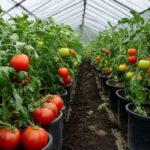 Tomaten im Gewächshaus