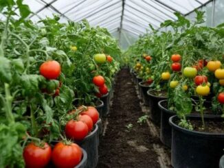 Tomaten im Gewächshaus