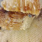 Bienenwaben mit Honig