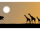 Eine Ostafrika Rundreise
