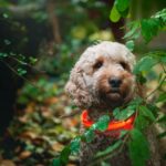 Hund bei der Gassi-Runde