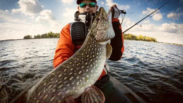 Angler mit grossem Fisch